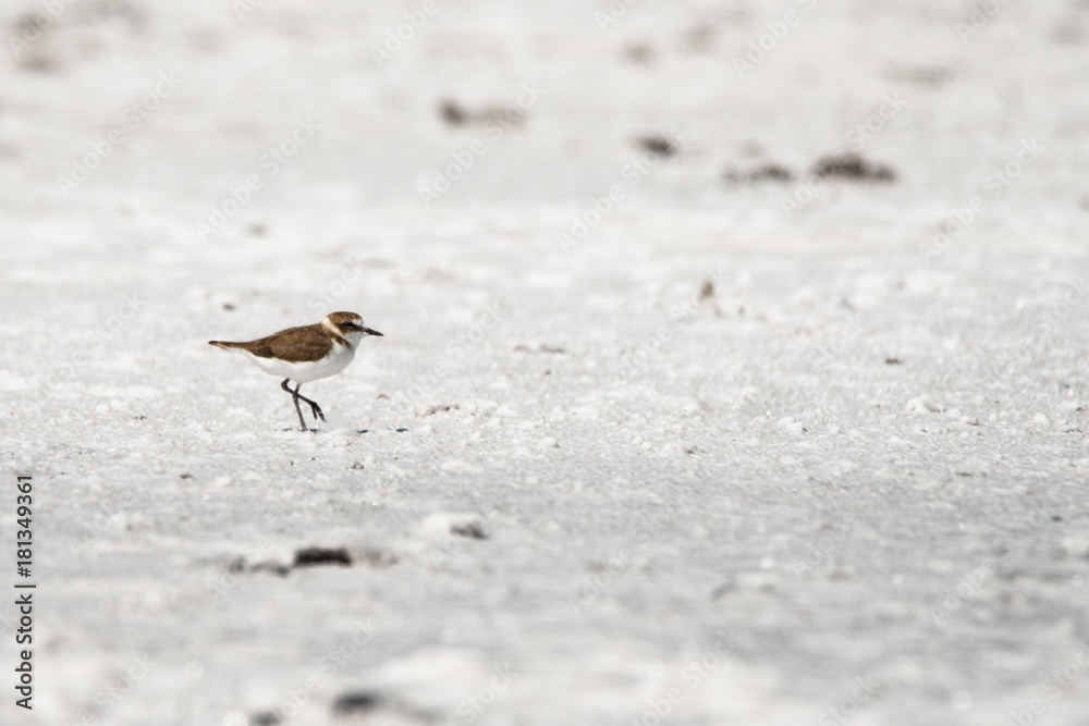 sea Plover (Charadrius alexandrinus) walks along the beach of the salt lake sea Plover (Charadrius alexandrinus) walks along the beach of the salt lake