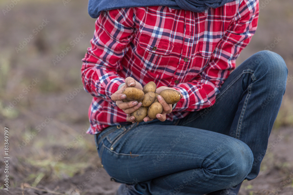 Fototapeta premium agriculture