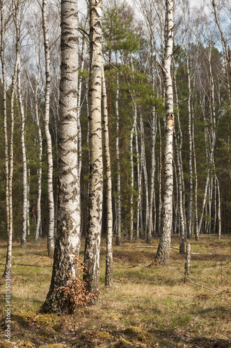 Fototapeta Naklejka Na Ścianę i Meble -  Spring in the birch forest