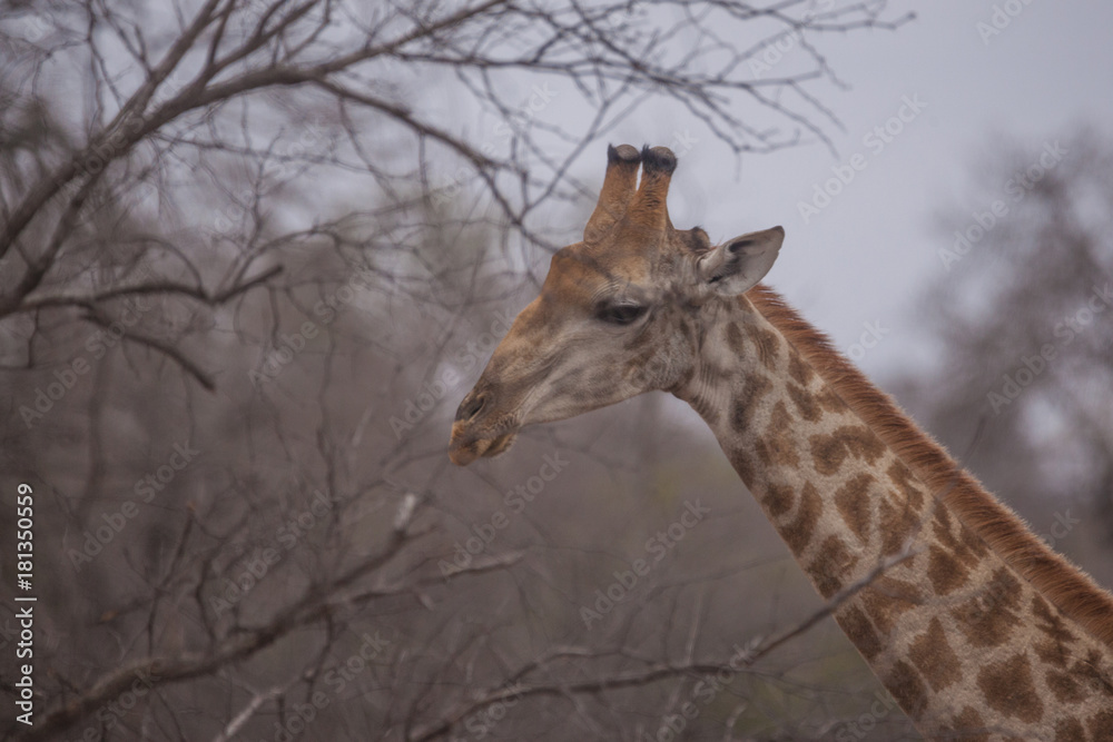 Obraz premium Giraffe