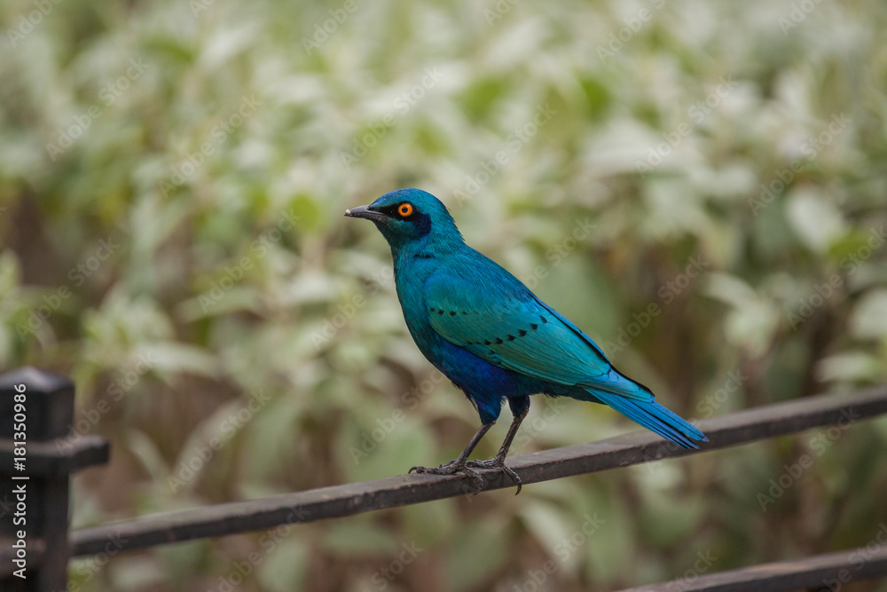 Grünschwanz Glanzstar