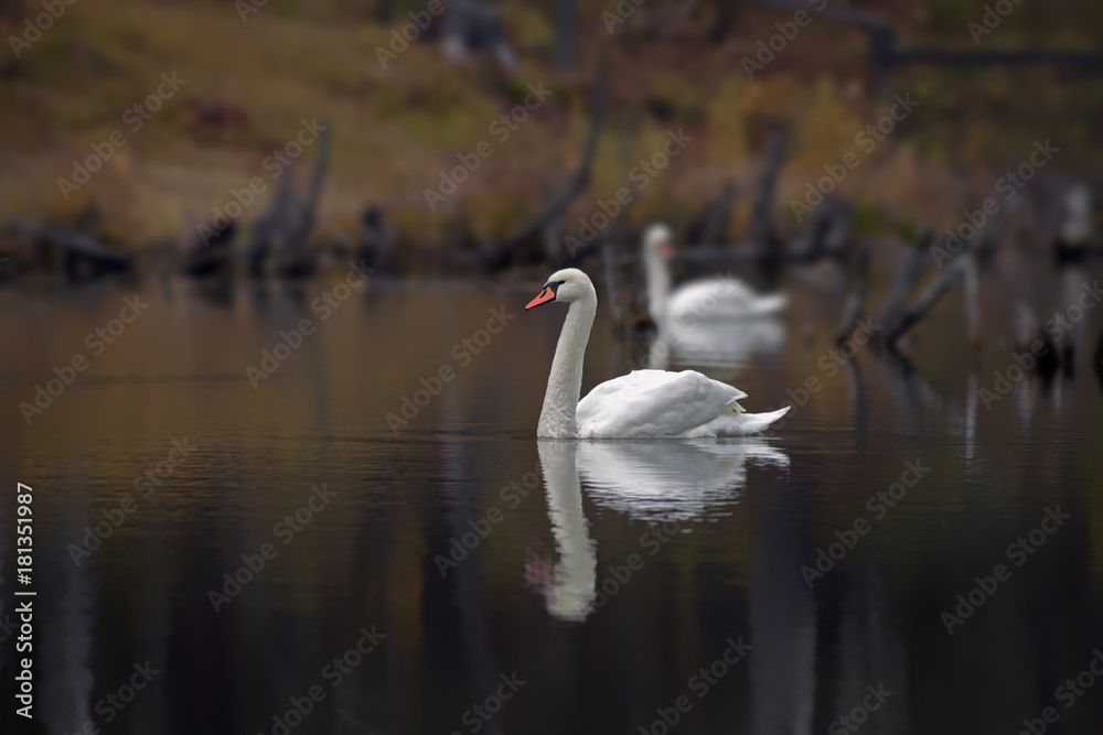 Fototapeta premium graceful white swans swim in the lake