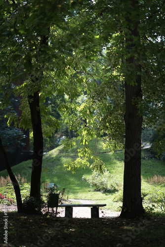 Shape of Bench by the River Between Two Trees. Strong sunlight. photo