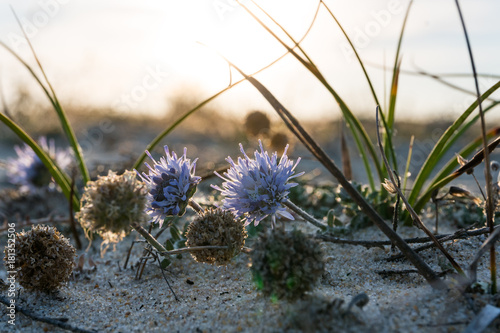 Sandblume