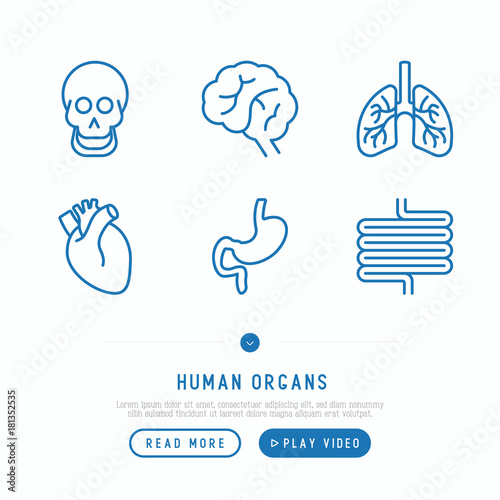 Human internal organs thin line icons set: skull, brain, lungs, heart, stomach, intestines. Vector illustration.
