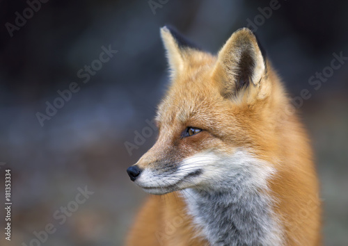 Red fox  Vulpes vulpes  closeup in Algonquin Park  Canada