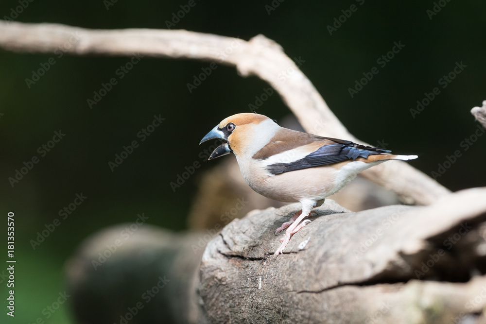 Naklejka premium Hawfinch