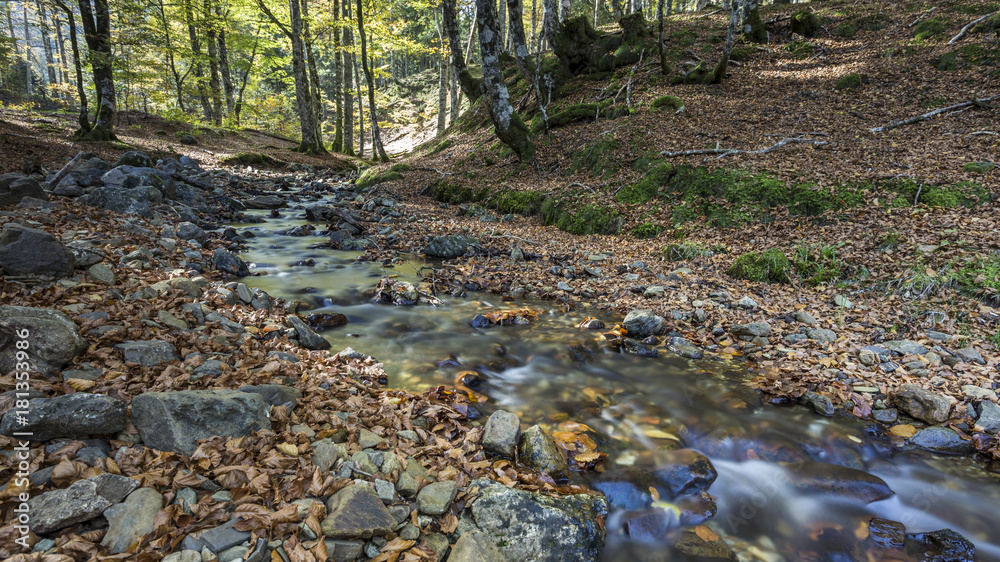 forest in autumn in the Pyrenees.