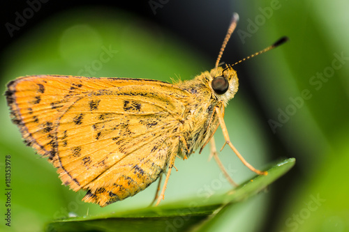 Close up yellow Butterfly on green leaf bokeh background. Using as wallpaper background.
