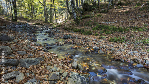 Obraz na płótnie forest in autumn in the Pyrenees. w salonie