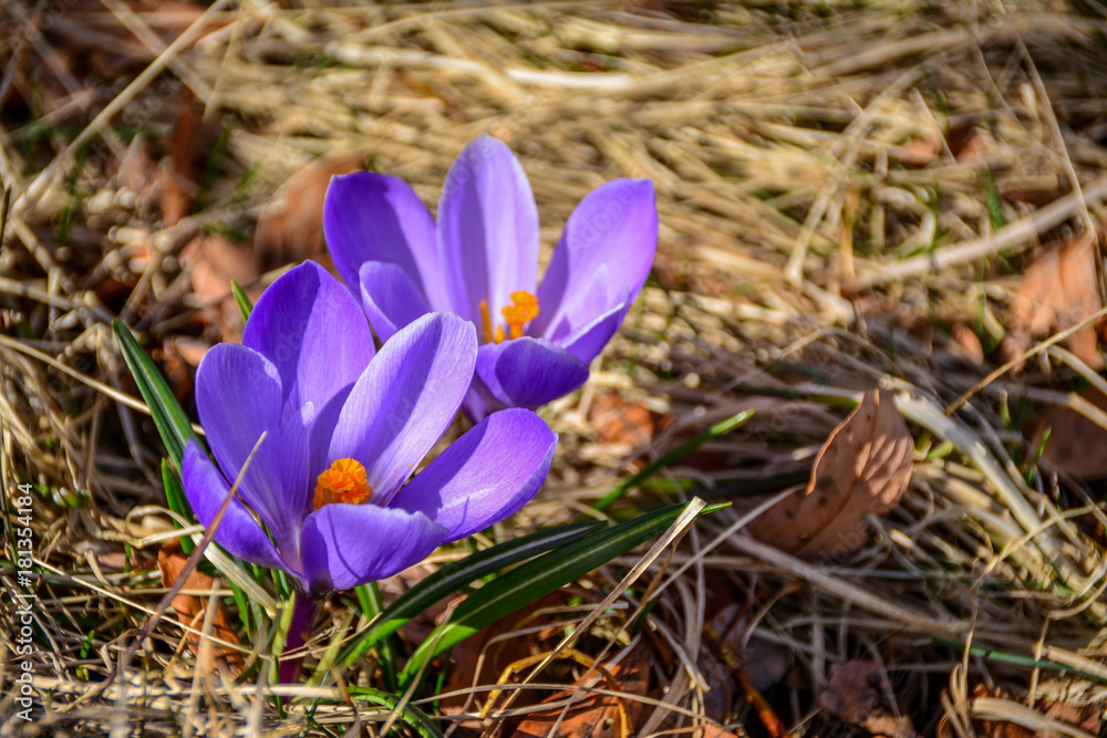 Two lilac crocuses on an old dry grass. the first spring flowers in Iceland. Two lilac crocuses on an old dry grass. the first spring flowers in Iceland.