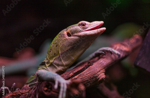 Lizard with an open mouth on a tree branch. Small, tiny lizard is facing to the side. Lizard of iguana type yelling on a wood.