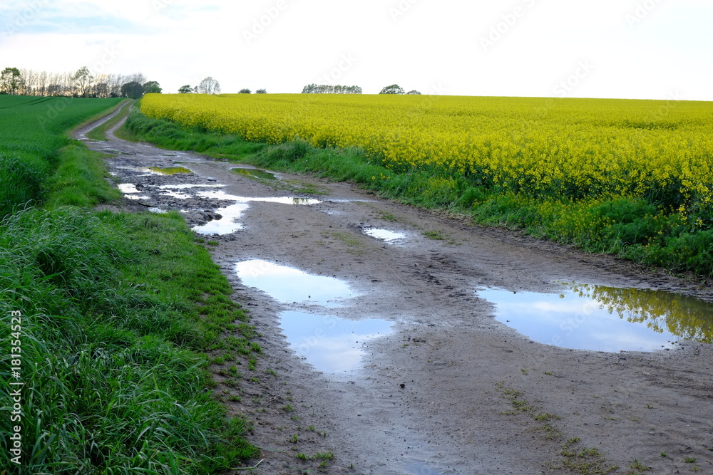 Feldweg mit Pfützen am Rapsfeld Feldweg mit Pfützen am Rapsfeld