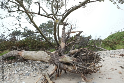 Entwurzelter Baum am Strand