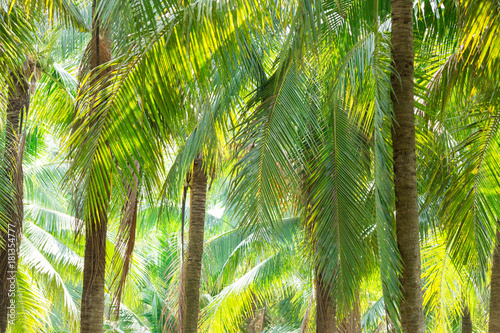 Coconut palm tree background