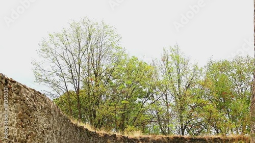 Trees during windstorm; deciduous trees bending a dangling because of heavy wind