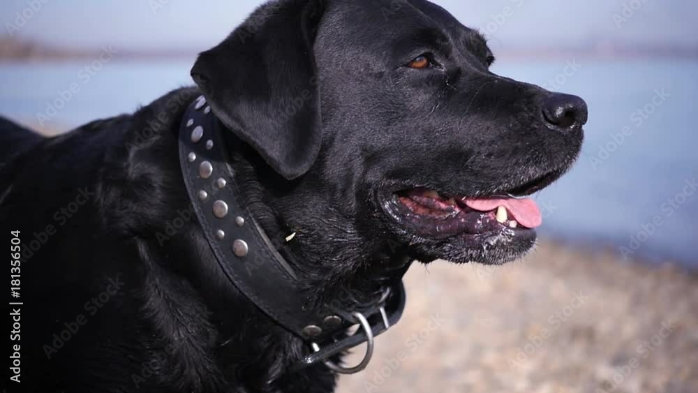 A beautiful black dog on the bank of the river barking happily. HD, 1920x1080, slow motion
