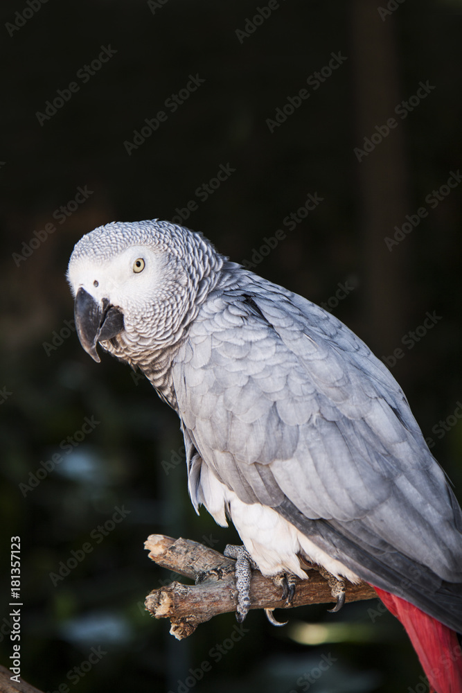 Obraz premium gray parrot close-up