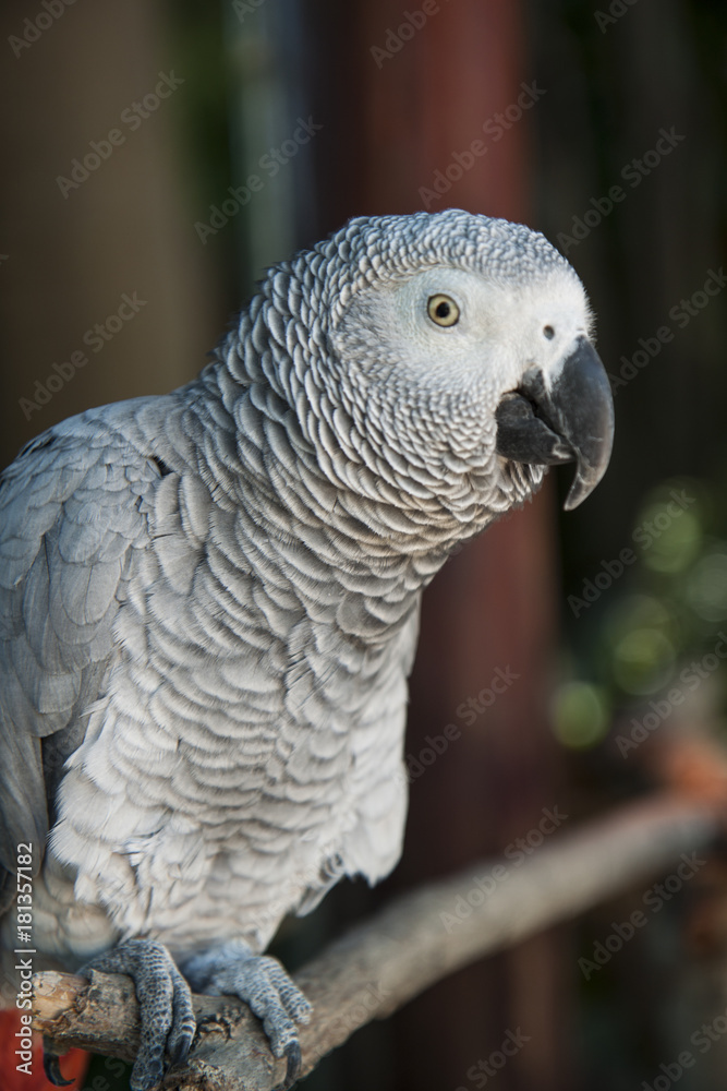 Obraz premium African gray parrot closeup
