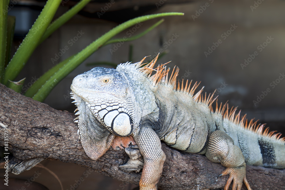 Fototapeta premium big iguana sitting on a branch