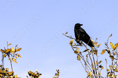 Wild raven in park - Bedfont Lakes Country Park, London photo