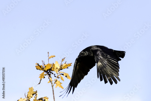 Wild raven in park - Bedfont Lakes Country Park, London photo