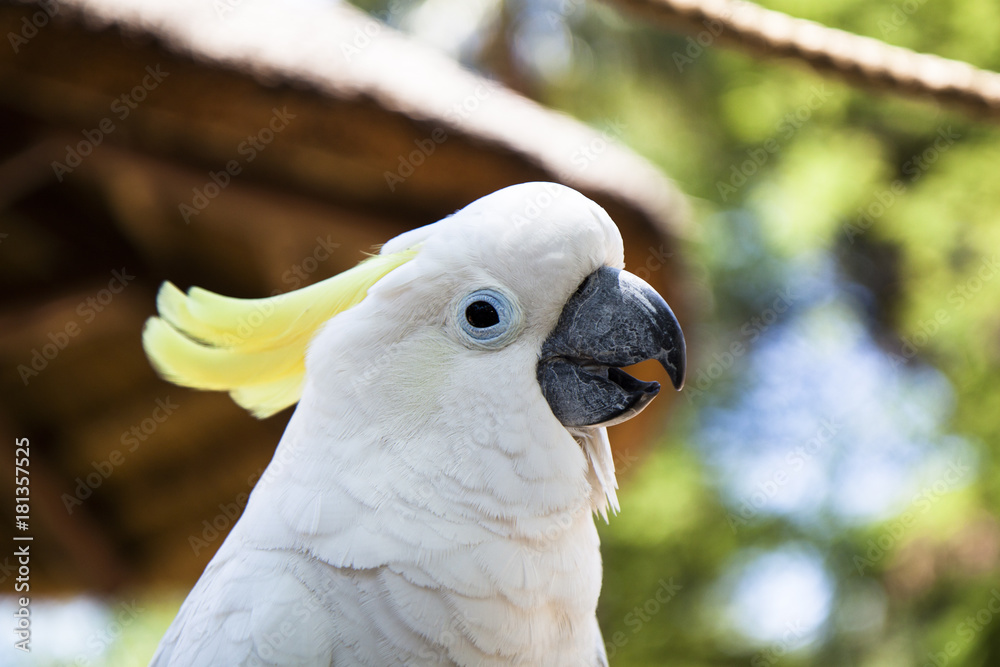 cockatoo parrot close-up