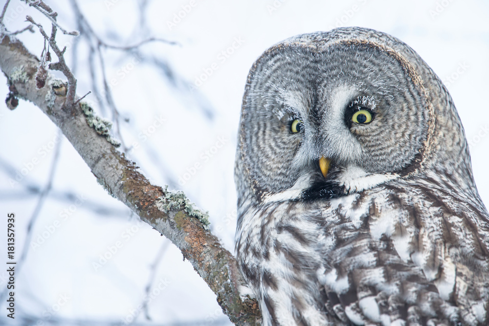 Close-up of a perching great grey owl in Finland, winter Close-up of a perching great grey owl in Finland, winter