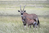 Oryx Antilope Mutter mit Jungtier