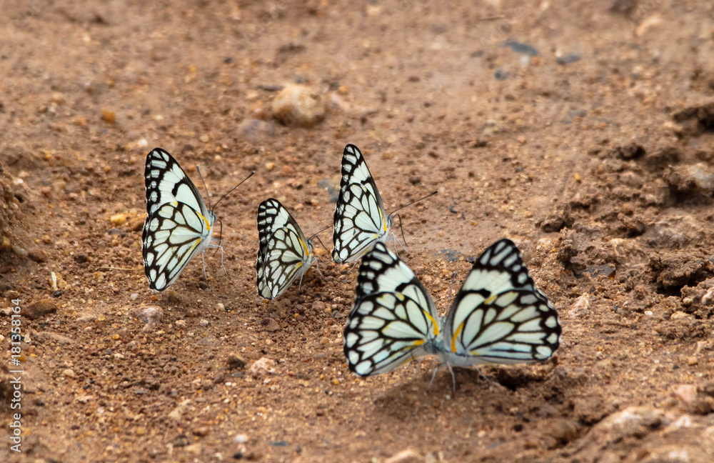 Schmetterlinge Schmetterlinge
