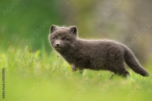 Very cute blue morph arctic fox cub standing alone in the meadow in summer in Hornstrandir Nature reserve  Iceland