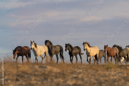 Herd of Wild Horses int he Utah Desert