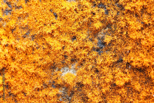 orange fruticose lichen texture