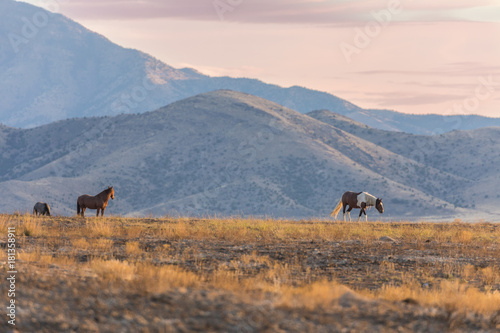 Herd of Wild Horses int he Utah Desert