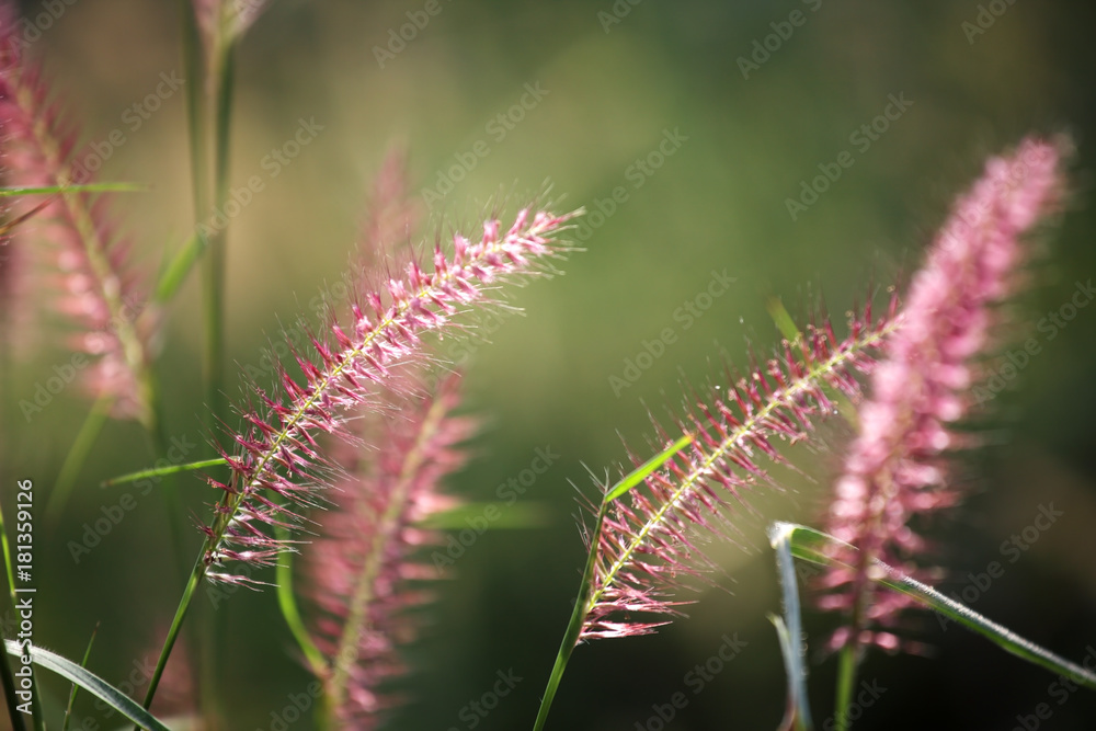close up of reeds grass with green background. close up of reeds grass with green background.