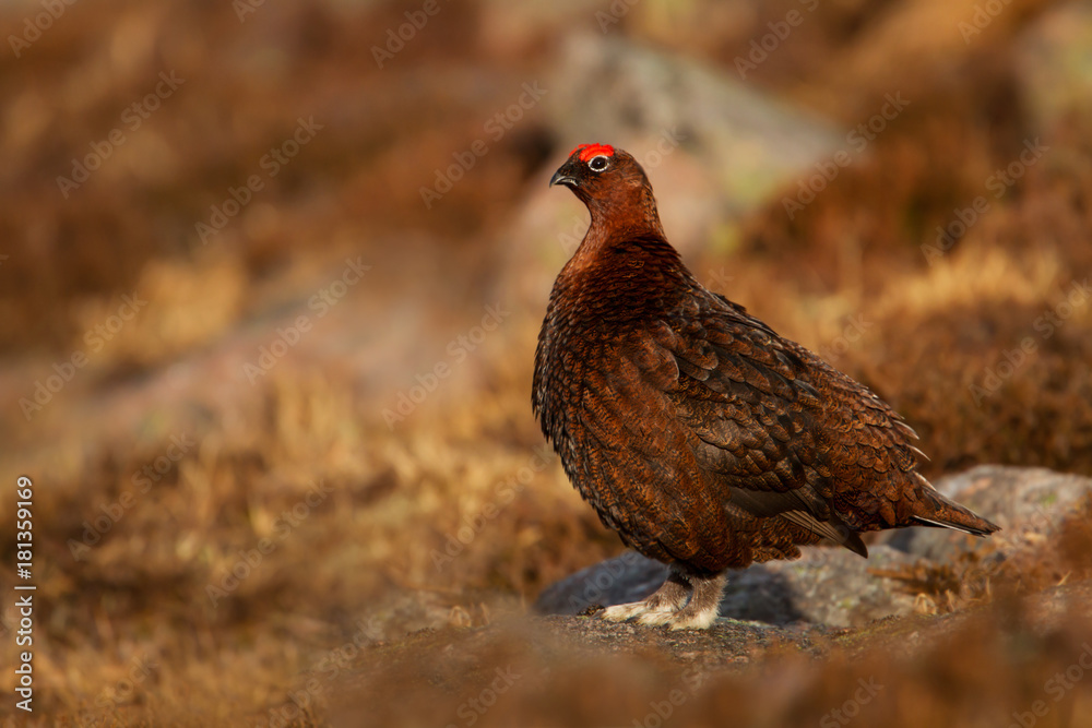 Fototapeta premium Red grouse in the golden light in the Scottish mountains