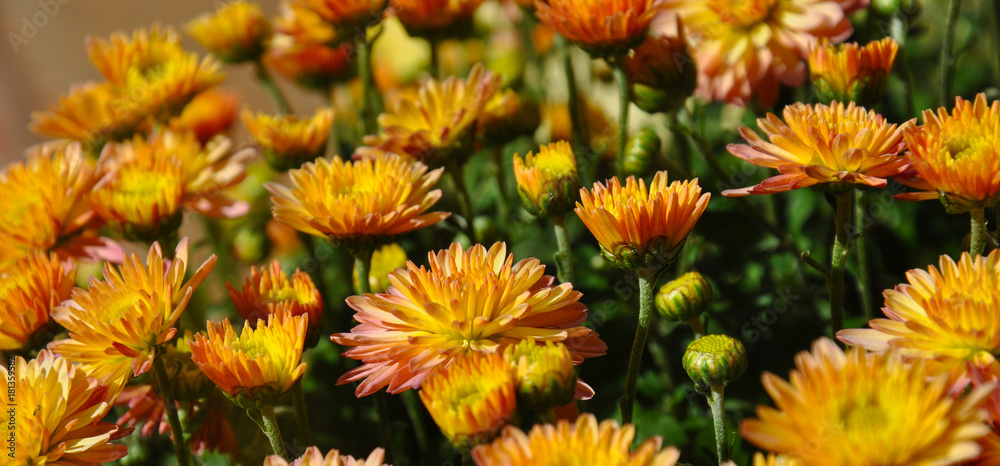 Many decorative flowers blooming in the garden flowerpot Many decorative flowers blooming in the garden flowerpot