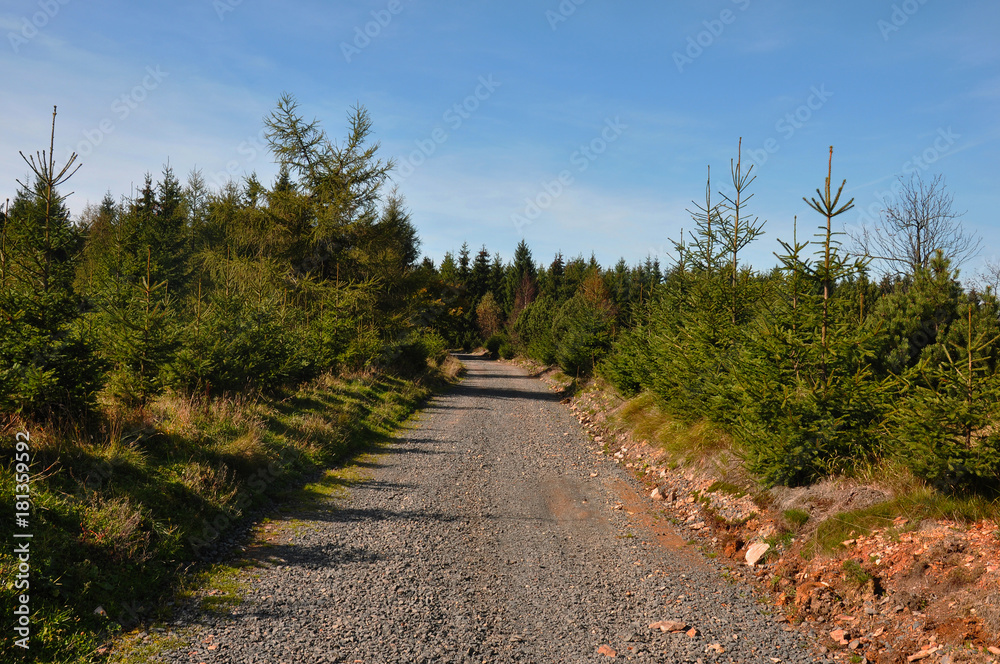 Obraz premium Forest walking path leading through conifer trees