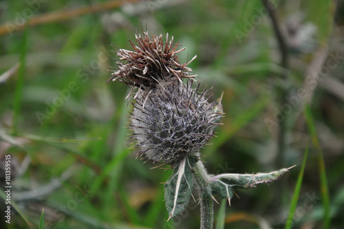 Carduus Crispus (Curly Plumeless Thistle or Welted Thistle) photo