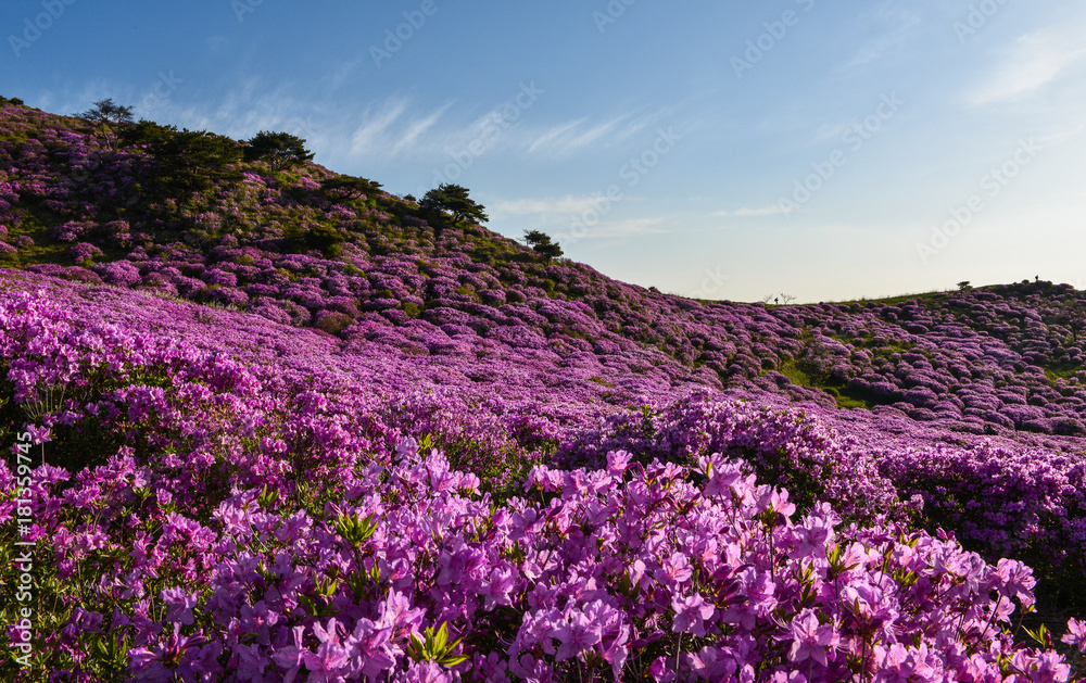 Fototapeta premium 활짝 핀 황매산의 철쭉꽃