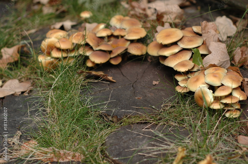 A lot of mushrooms grow on stumps - there is a space for inscriptions. A lot of mushrooms grow on stumps - there is a space for inscriptions.