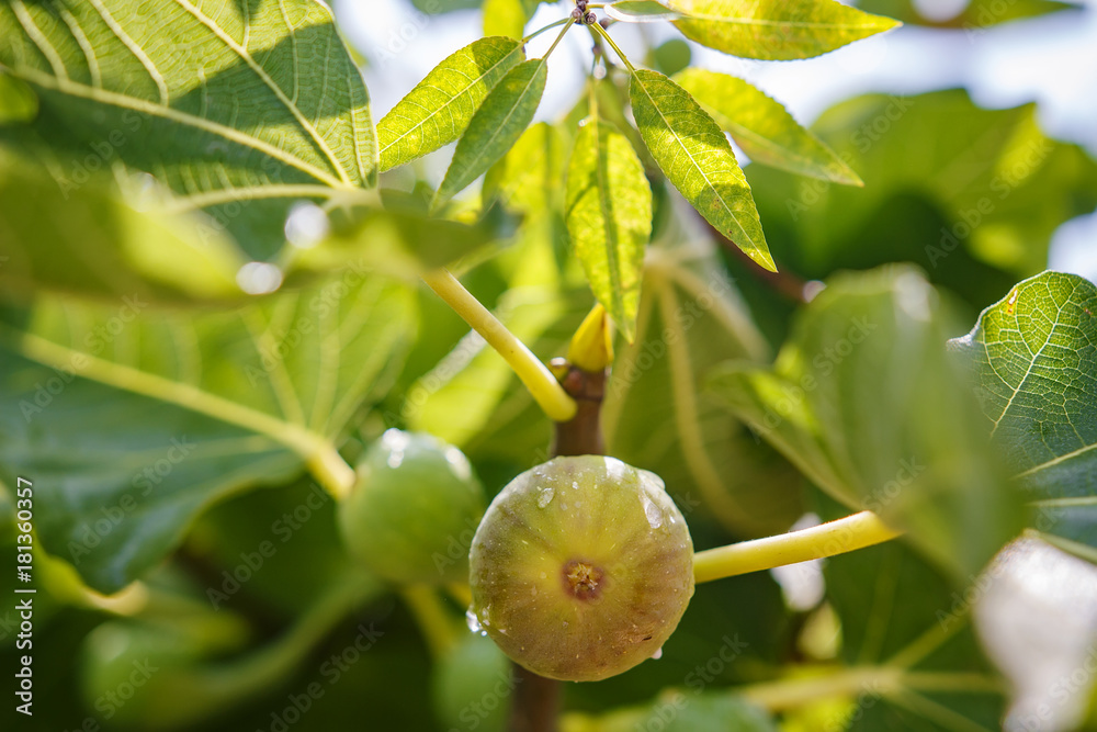 Obraz premium Green figs growing on a tree branch.