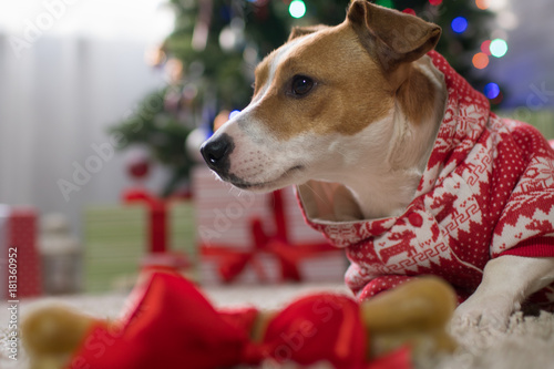 Dog breed Jack Russell under the Christmas tree