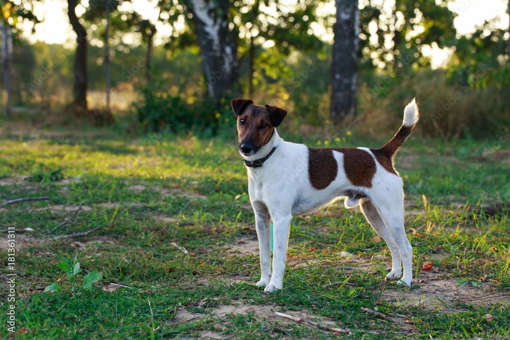 Dog breed smooth-haired fox terrier