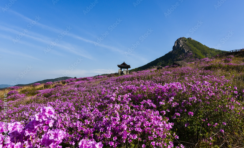 Fototapeta premium 활짝 핀 황매산의 철쭉꽃