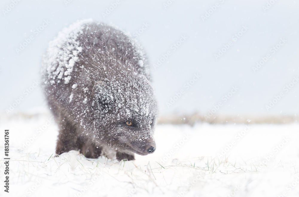 Obraz premium Blue Morph Arctic fox standing in the falling snow; winter in Iceland.