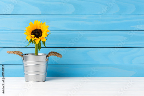 Sunflower in silver pot photo