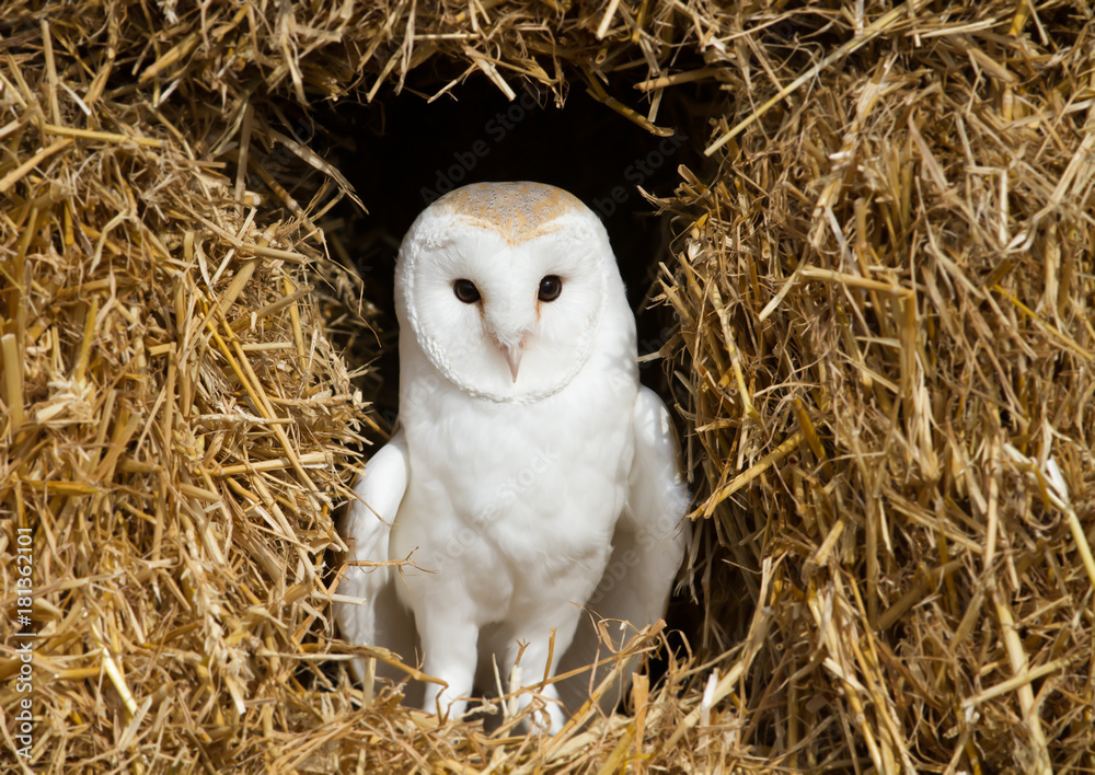 Naklejka premium Barn owl sitting on hay