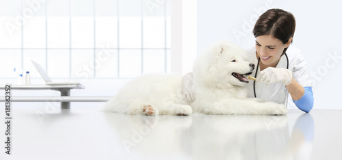 Fototapeta Naklejka Na Ścianę i Meble -  veterinary examination dog, smiling veterinarian with kibble dry food in bone shape, on table in vet clinic, animal diet concept