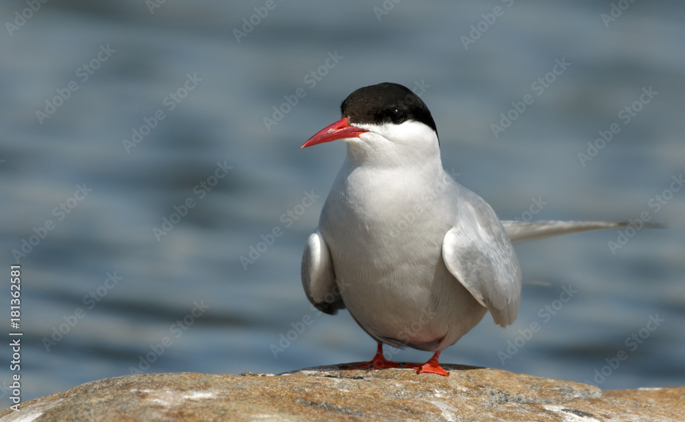 Bird sitting on rock at beach. Bird sitting on rock at beach.